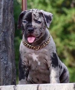 Ace(Male)