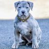 Bella(Female)