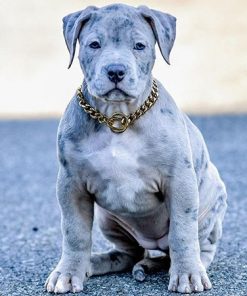 Bella(Female)