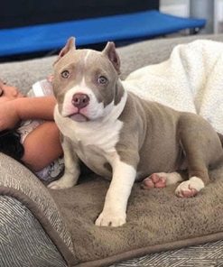 Bobby(Male)