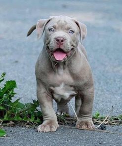 Capri(Male)
