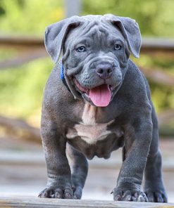 Max(Male)