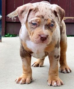 Rosie(Female)