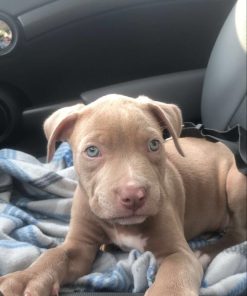 Molly