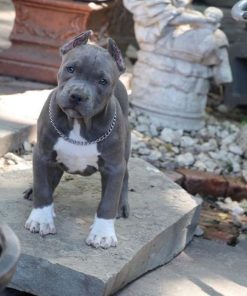 Max