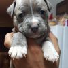 Duke