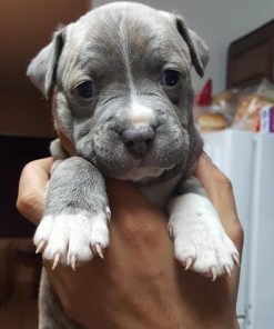Duke