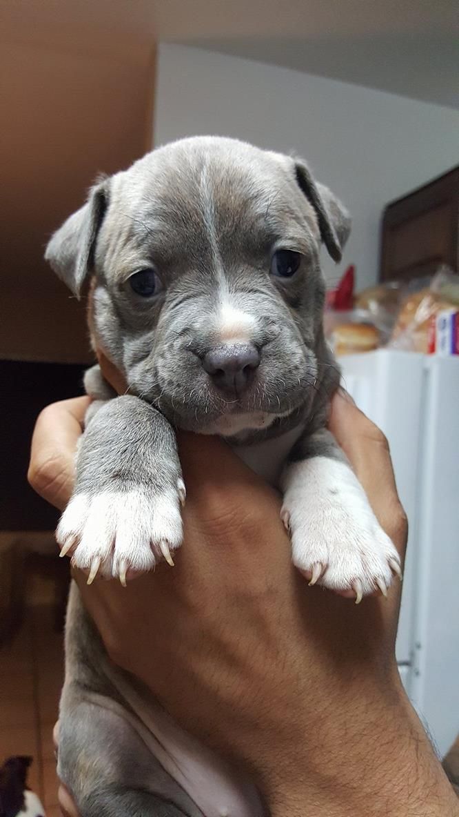 Duke
