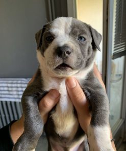 Leo