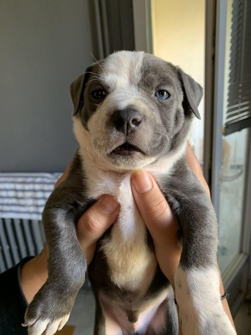 Leo