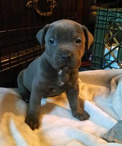 Milo