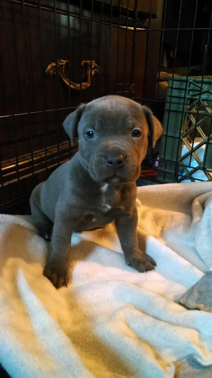 Milo