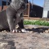 Charlie