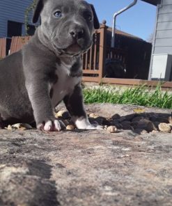 Charlie