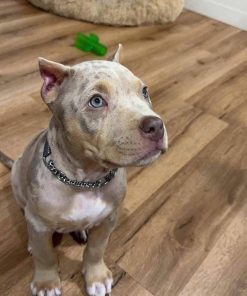 Max